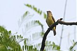 Yellow-crowned Tyrannuletborder=